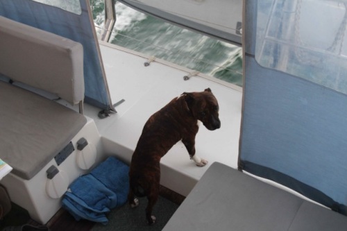 Helene Young's dog Zeus aboard the catamaran Roo Bin Esque, looking back at Hinchinbrook Island